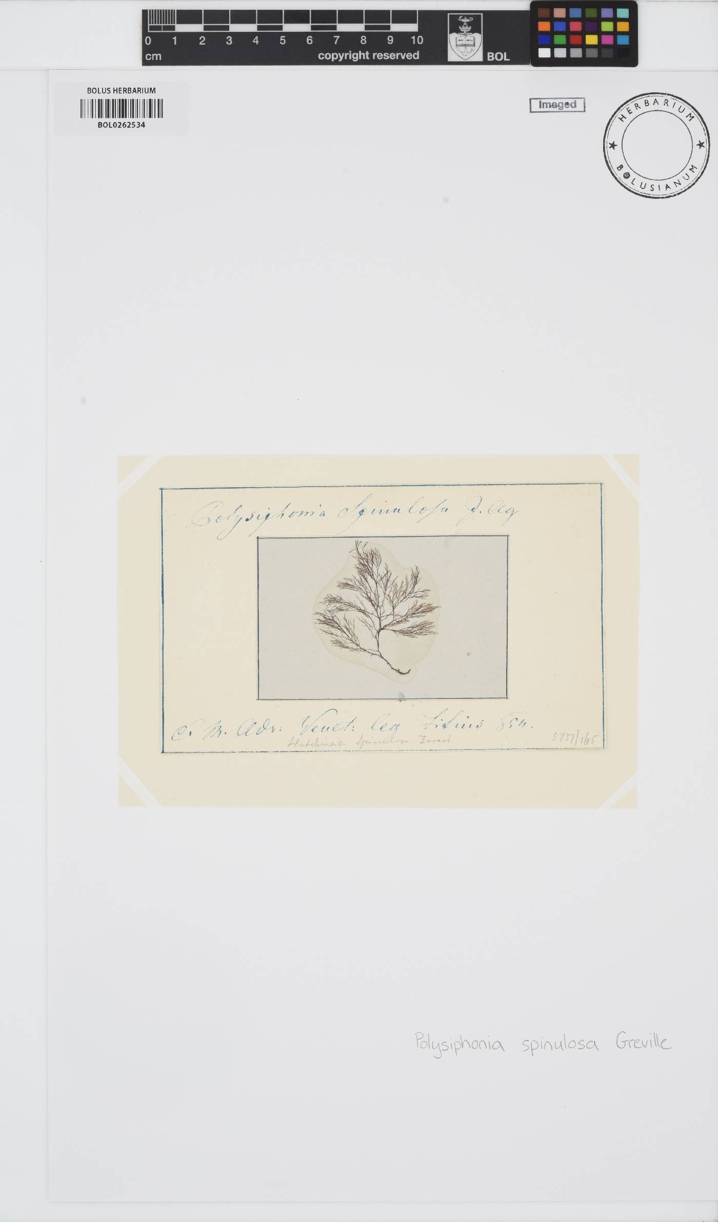 Leptosiphonia image