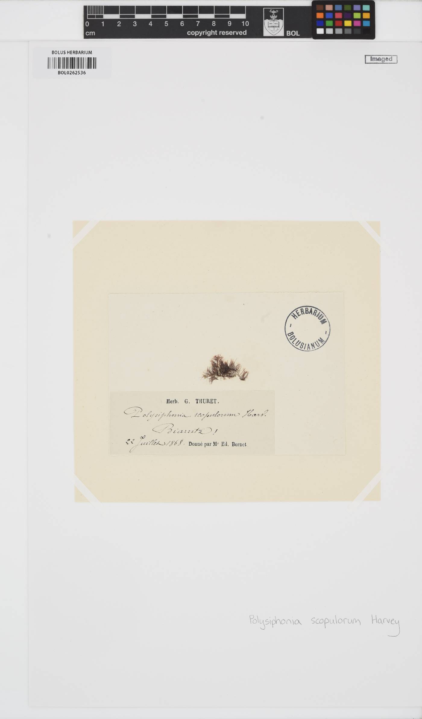 Bryocladia scopulorum image