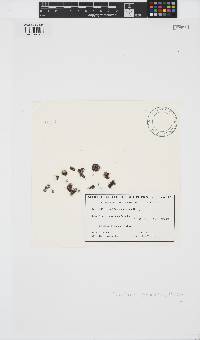 Bryocladia scopulorum image