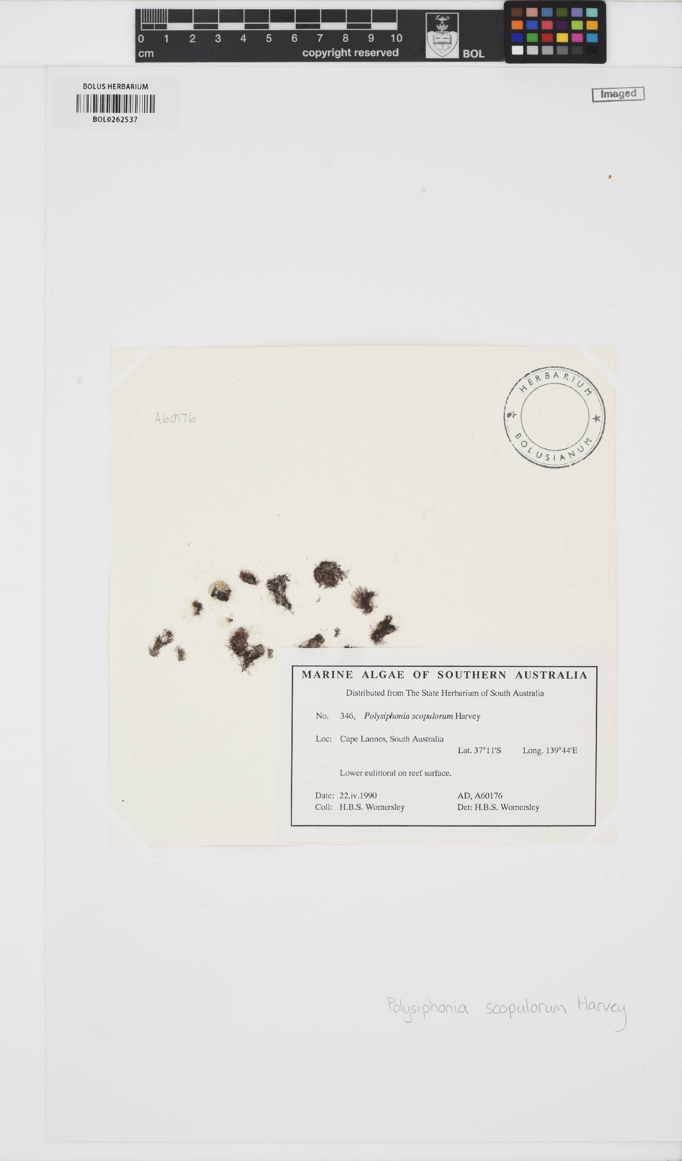 Bryocladia image