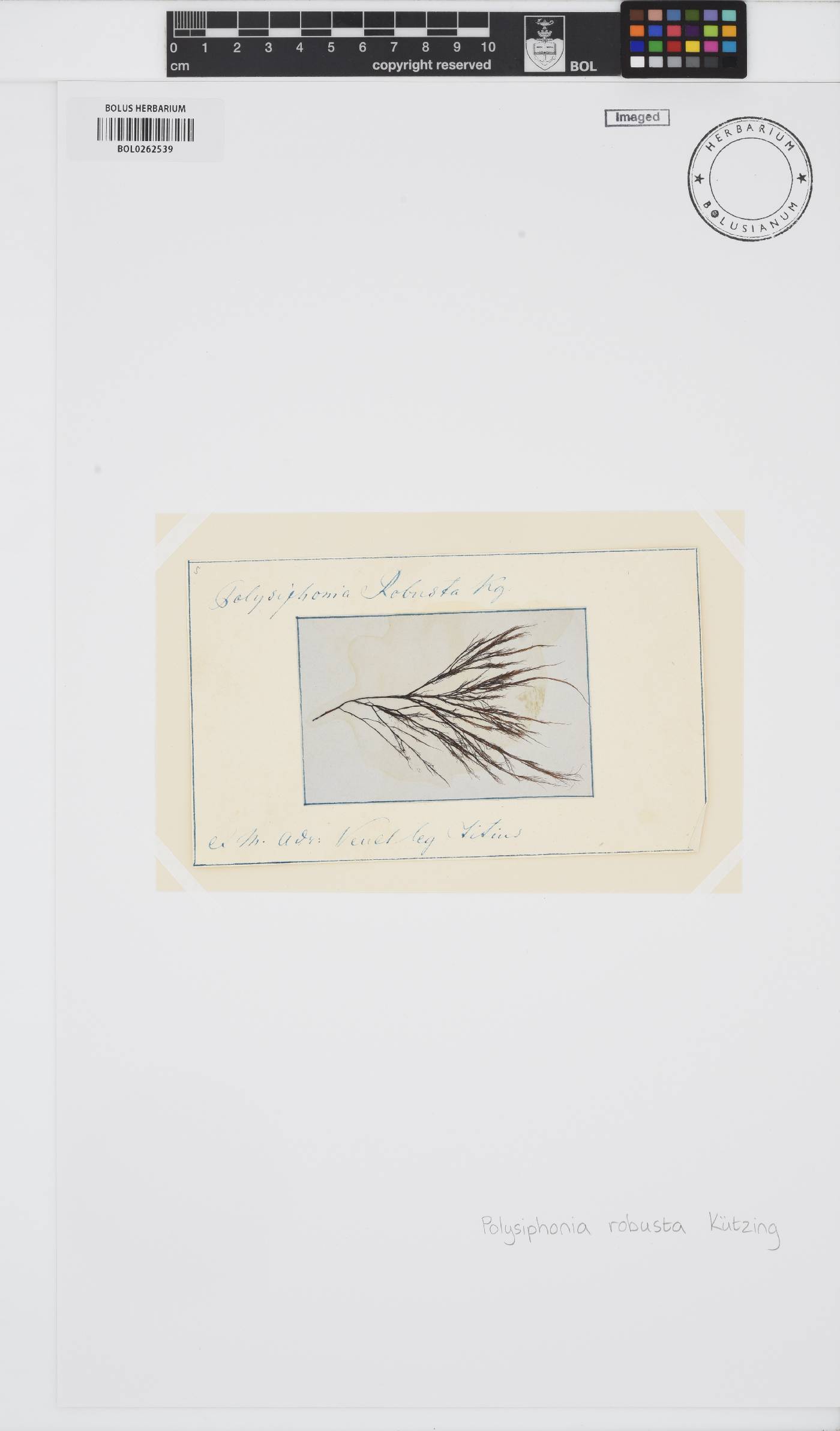 Carradoriella elongata image