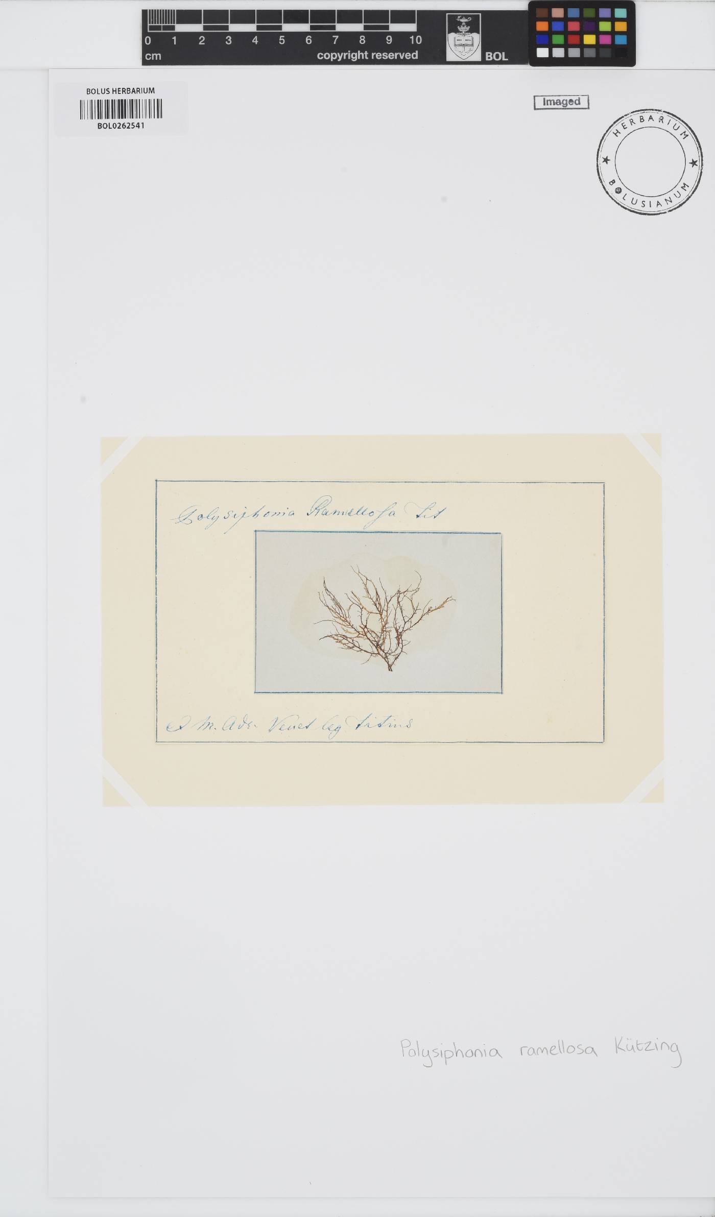 Vertebrata subulifera image