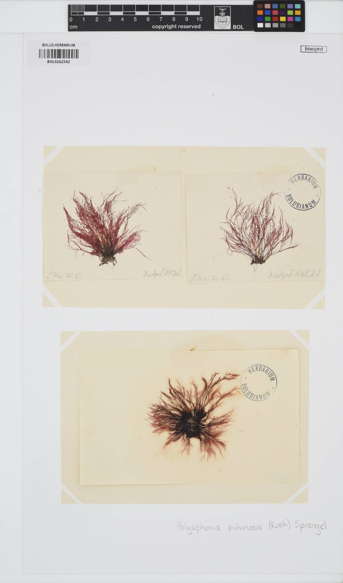 Polysiphonia pulvinata image