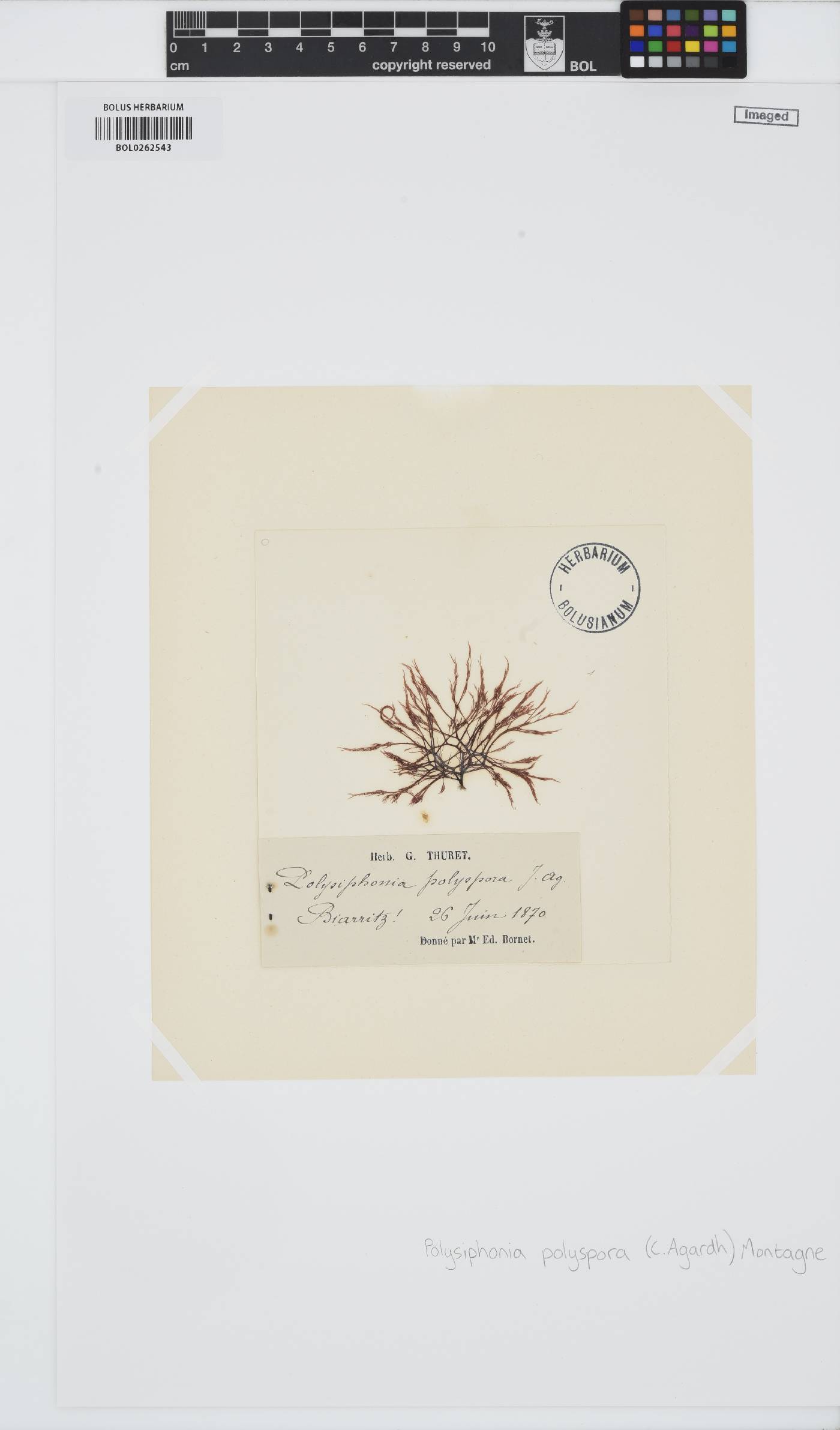 Polysiphonia polyspora image