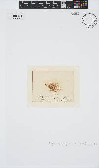 Polysiphonia polyspora image
