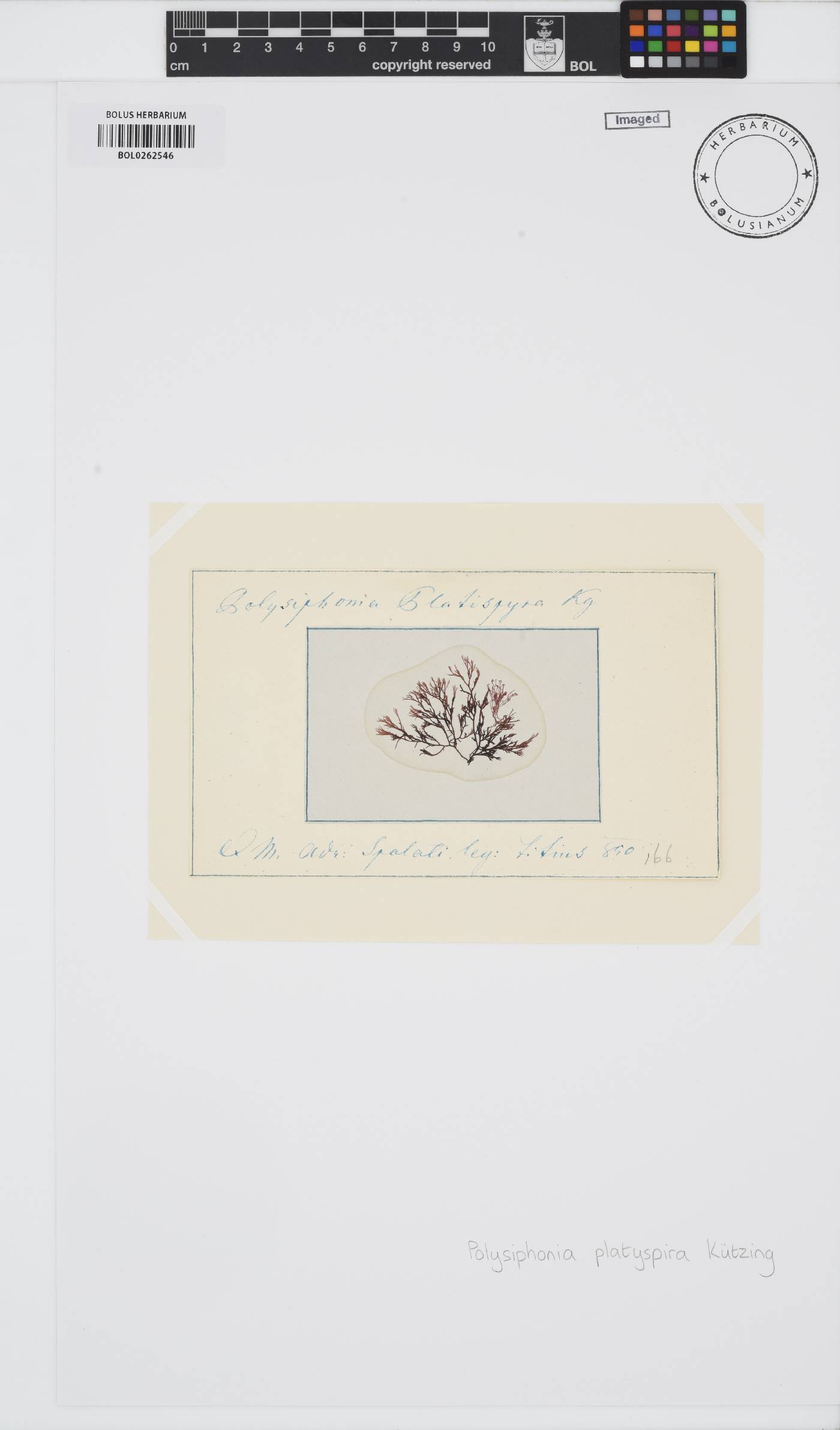 Melanothamnus collabens image