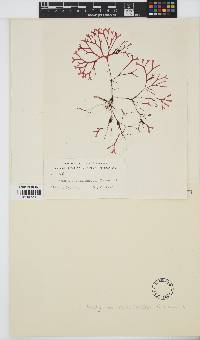 Image of Rhodymenia novazelandica