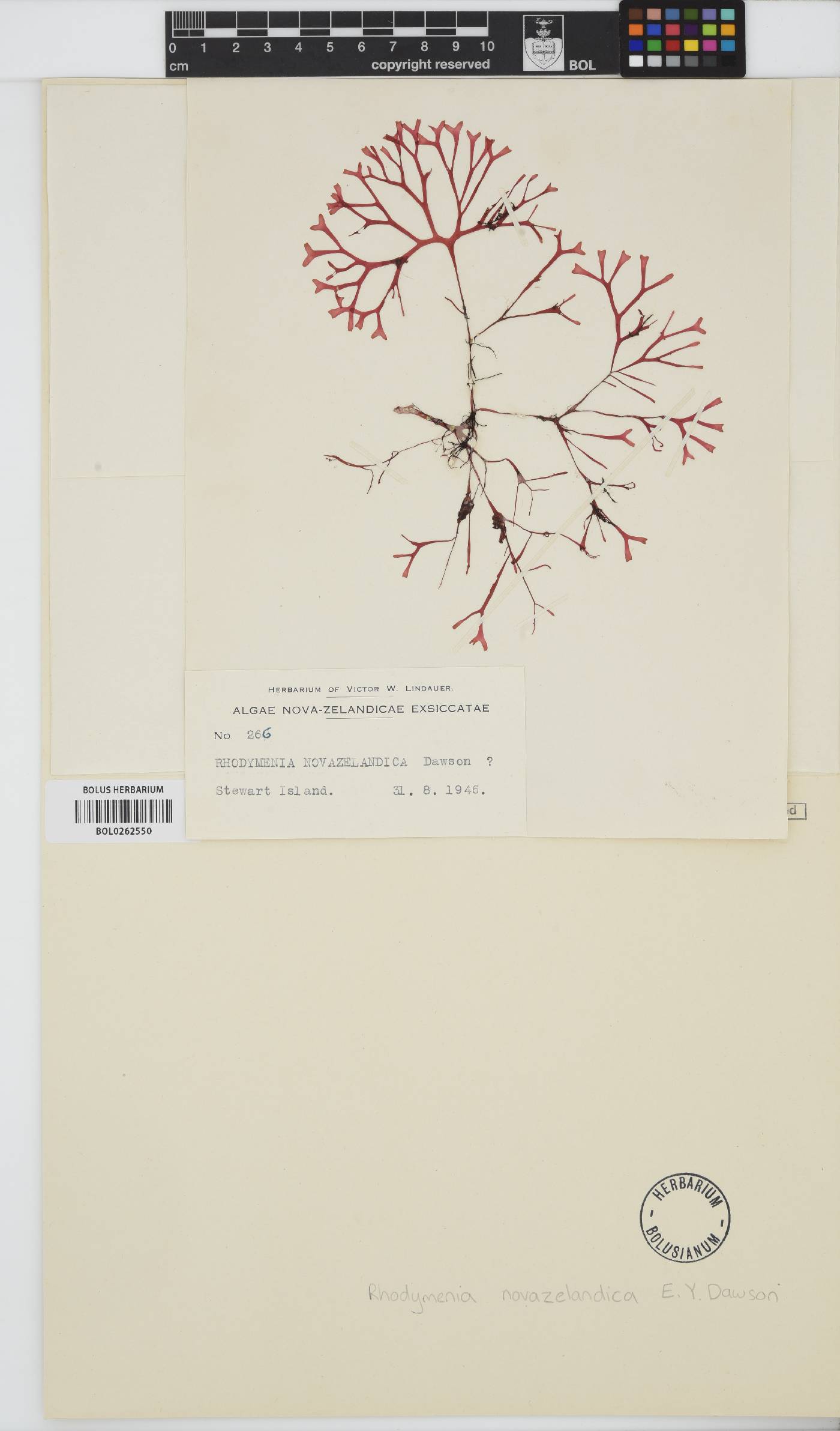 Rhodymenia novazelandica image