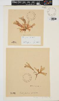 Rhodymenia pacifica image