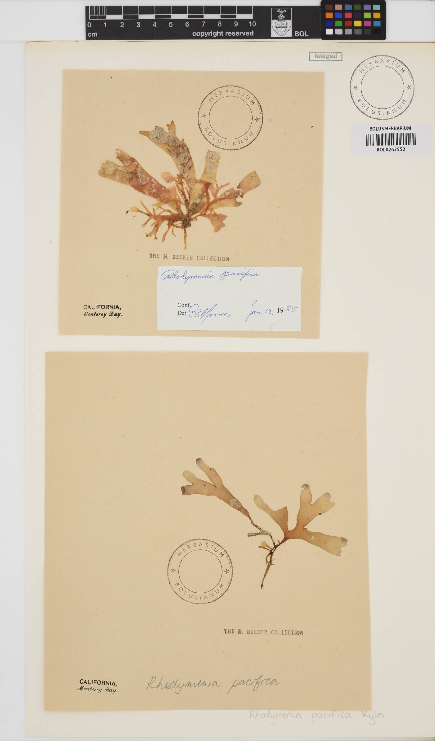Rhodymenia pacifica image
