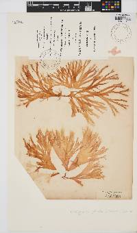 Palmaria palmata image