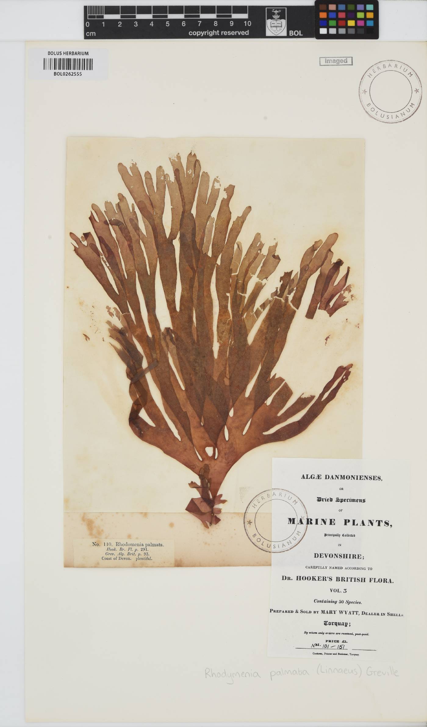 Palmaria palmata image