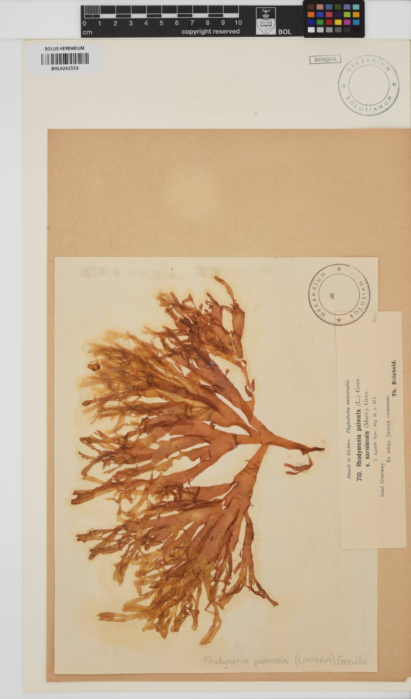 Palmaria palmata image