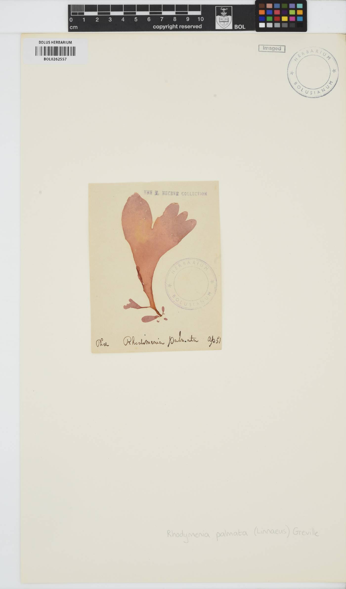 Palmaria palmata image