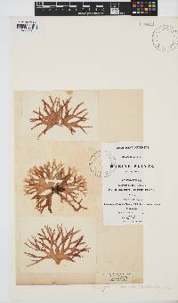 Rhodymenia pseudopalmata image