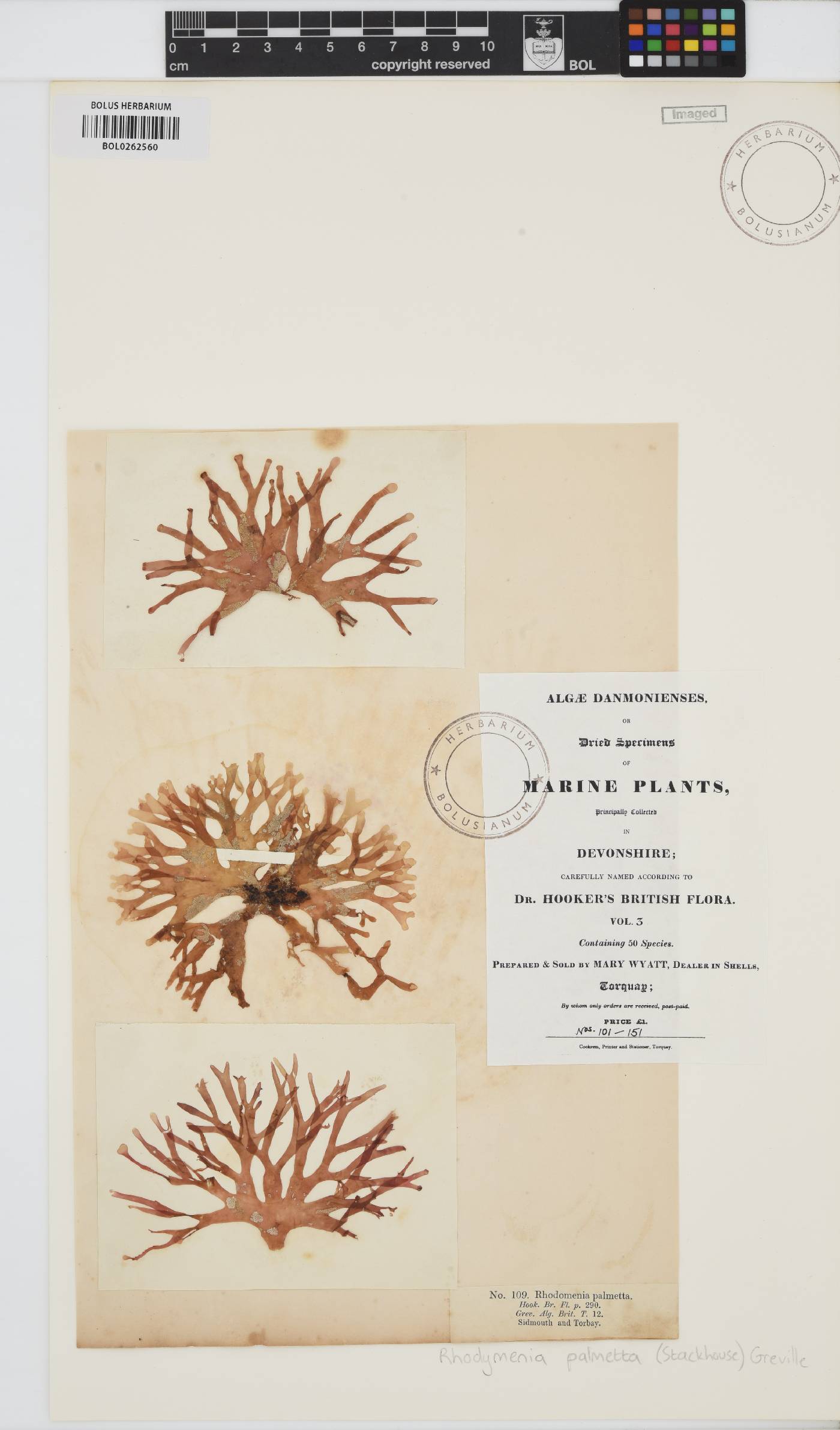 Rhodymenia pseudopalmata image