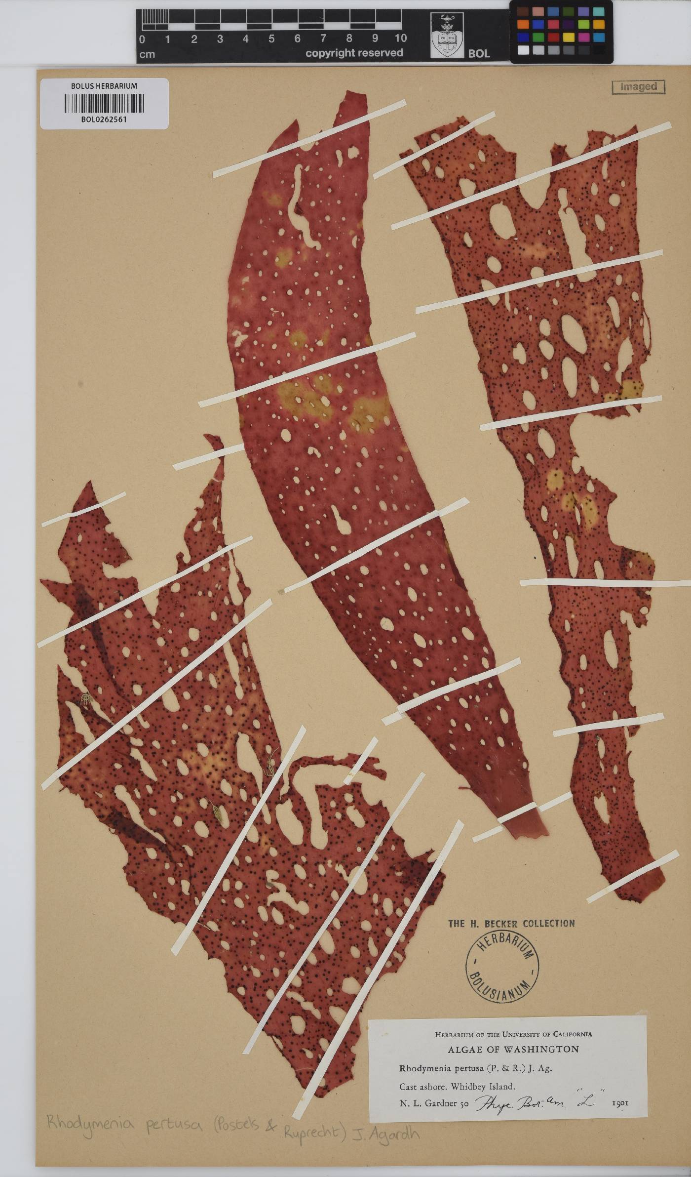 Sparlingia pertusa image