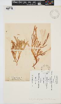 Image of Gracilaria multipartita