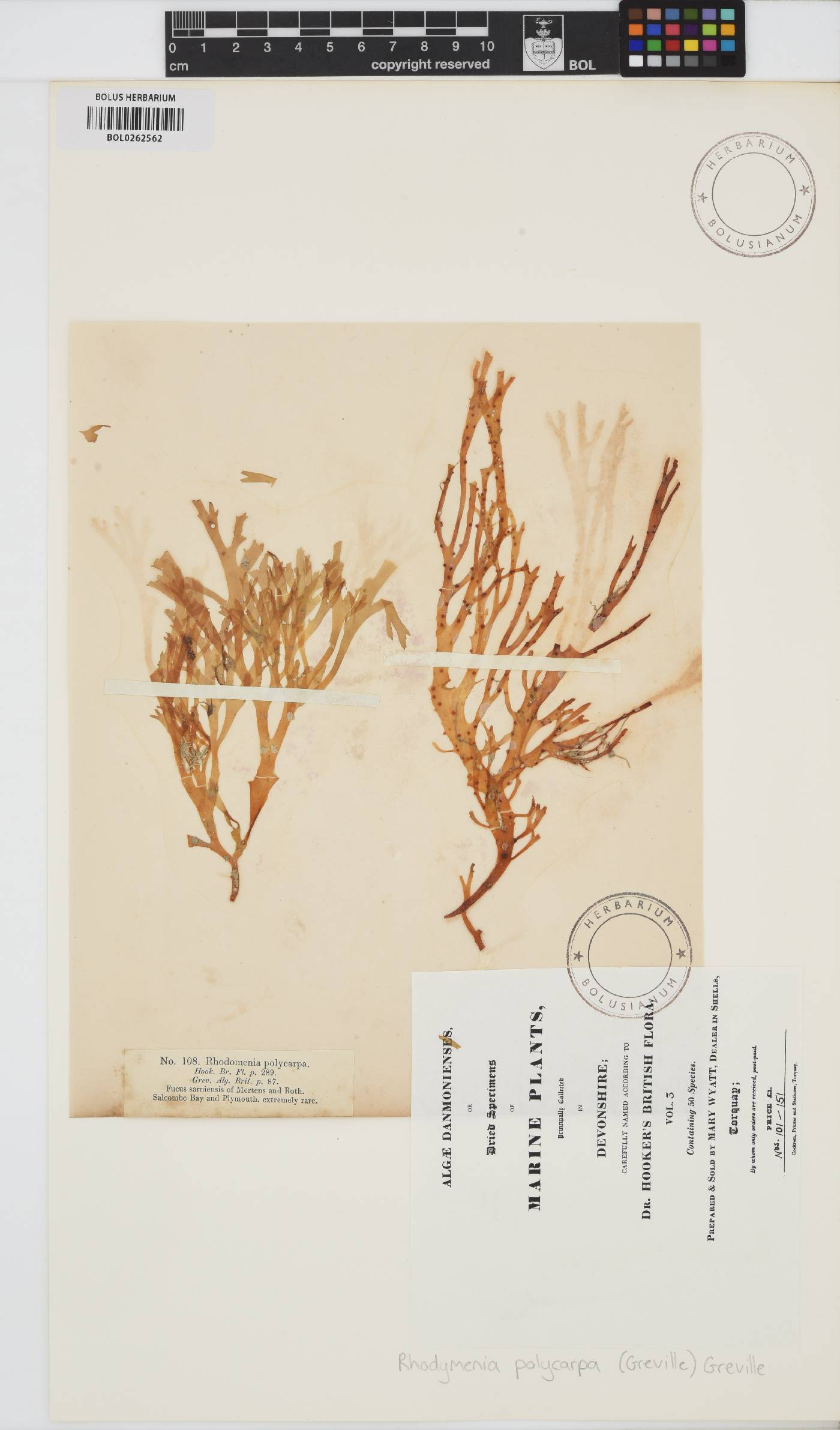 Gracilaria multipartita image