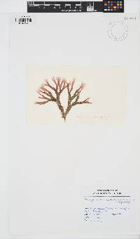 Rhodymenia pseudopalmata image