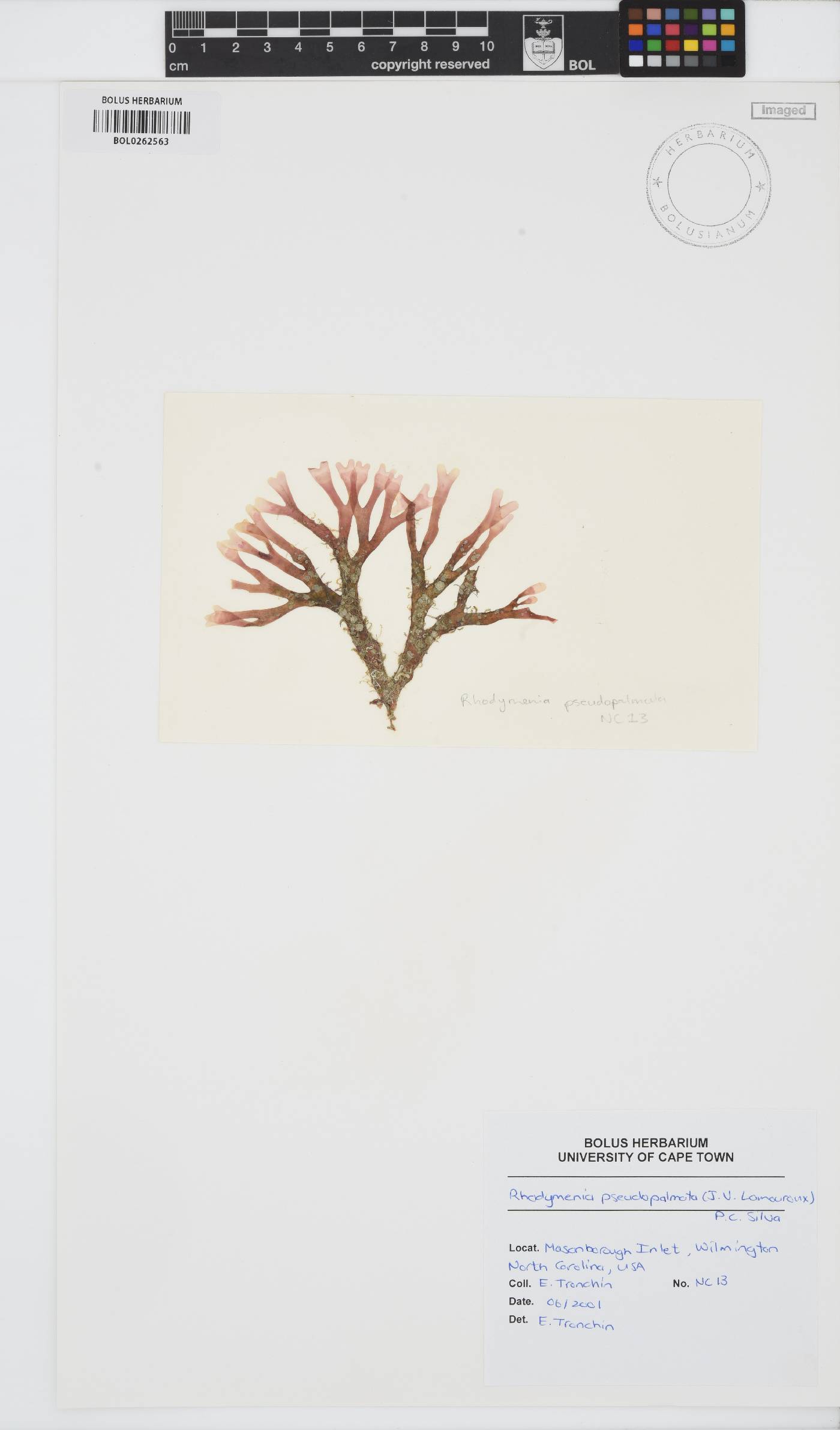 Rhodymenia pseudopalmata image