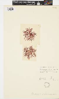 Image of Craspedocarpus blepharicarpus