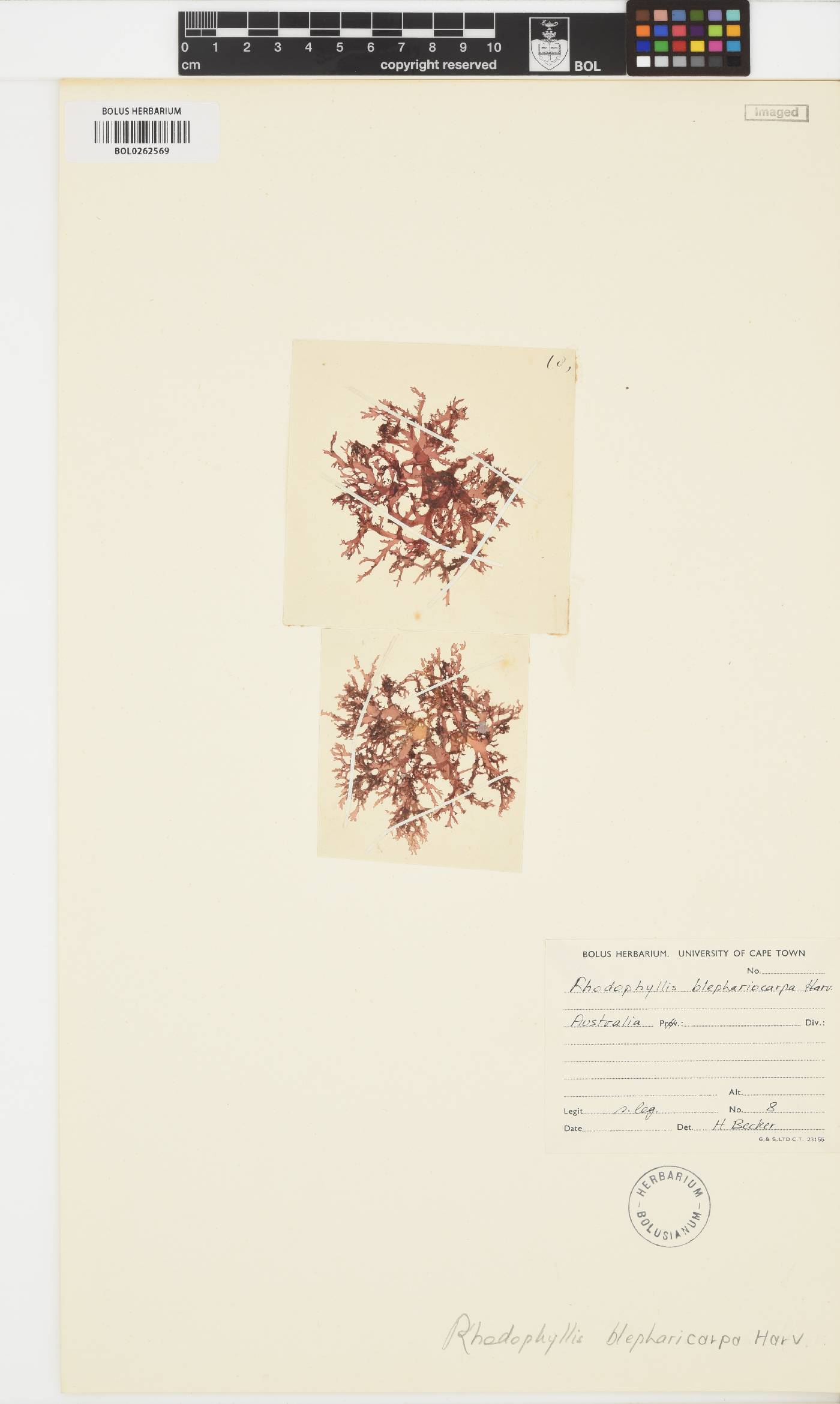 Craspedocarpus blepharicarpus image