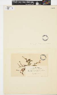 Craspedocarpus blepharicarpus image