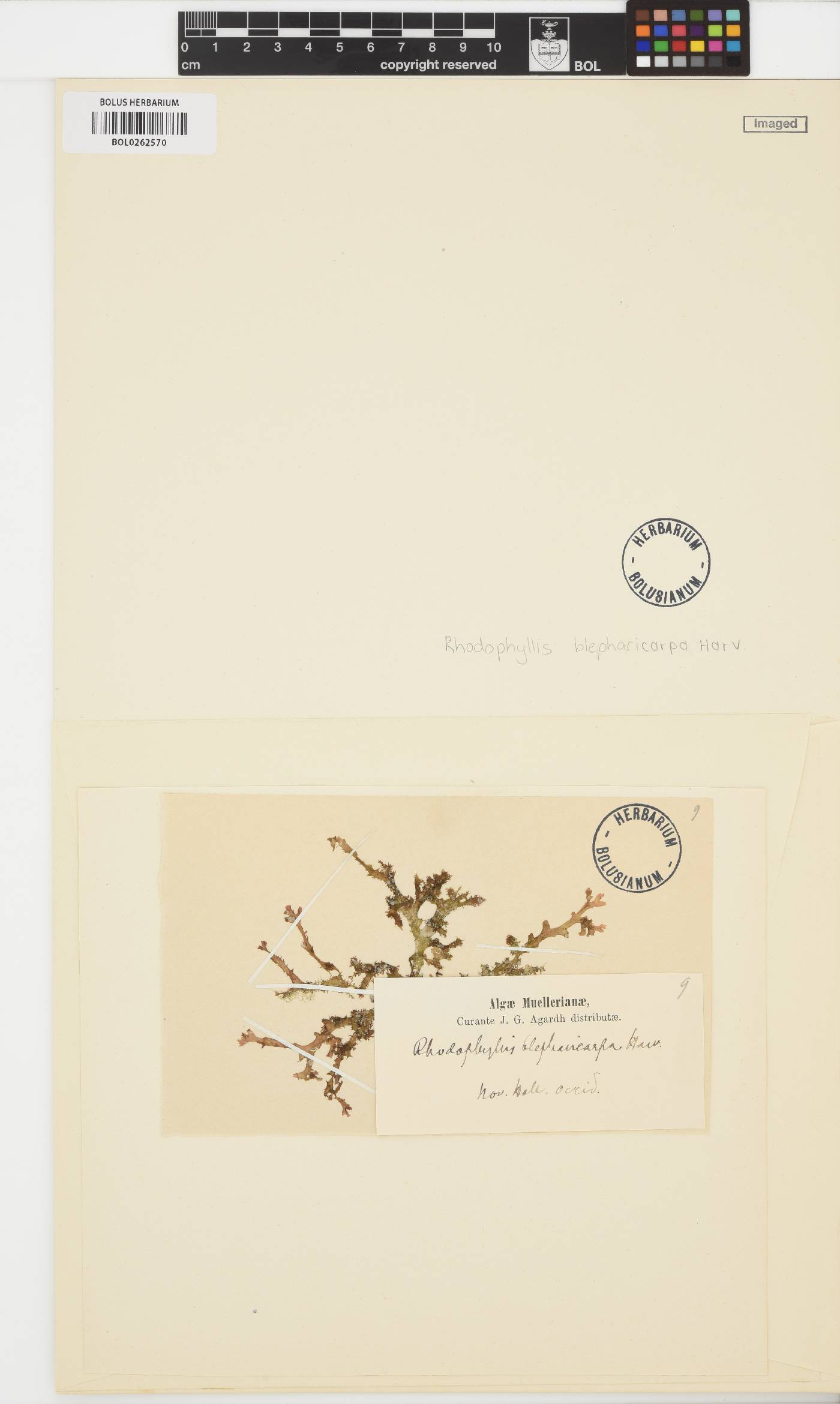 Craspedocarpus blepharicarpus image