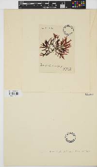 Image of Fimbrifolium dichotomum