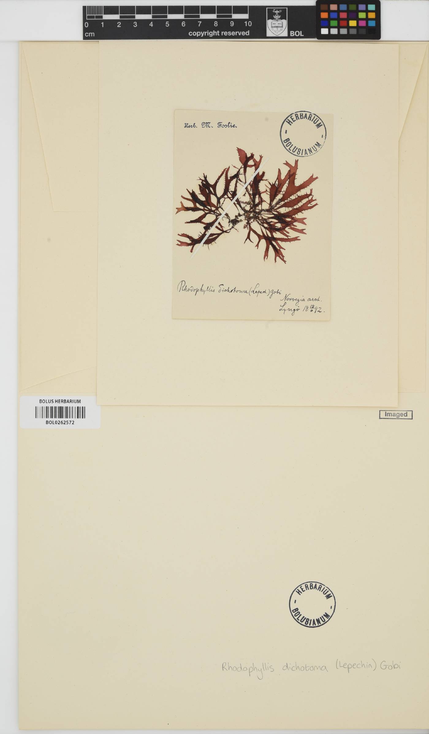 Fimbrifolium dichotomum image