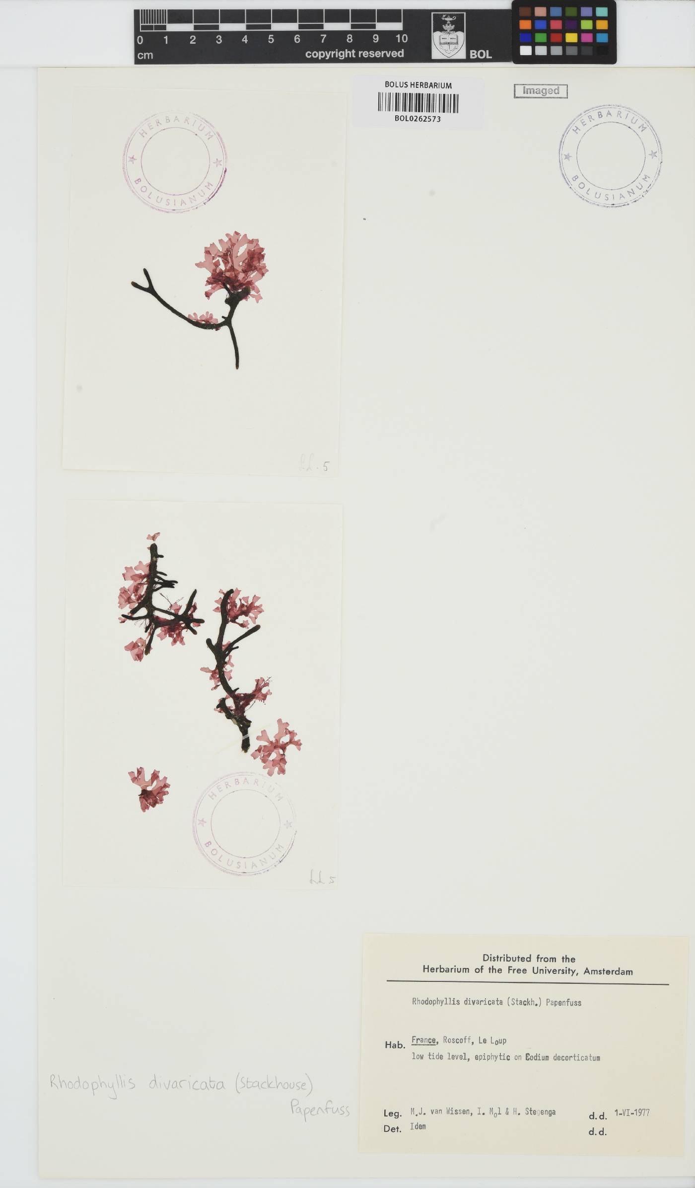 Rhodophyllis divaricata image