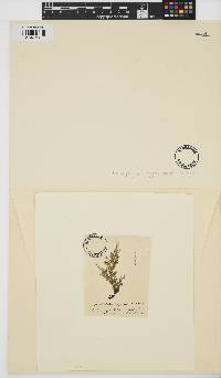 Image of Calliblepharis planicaulis