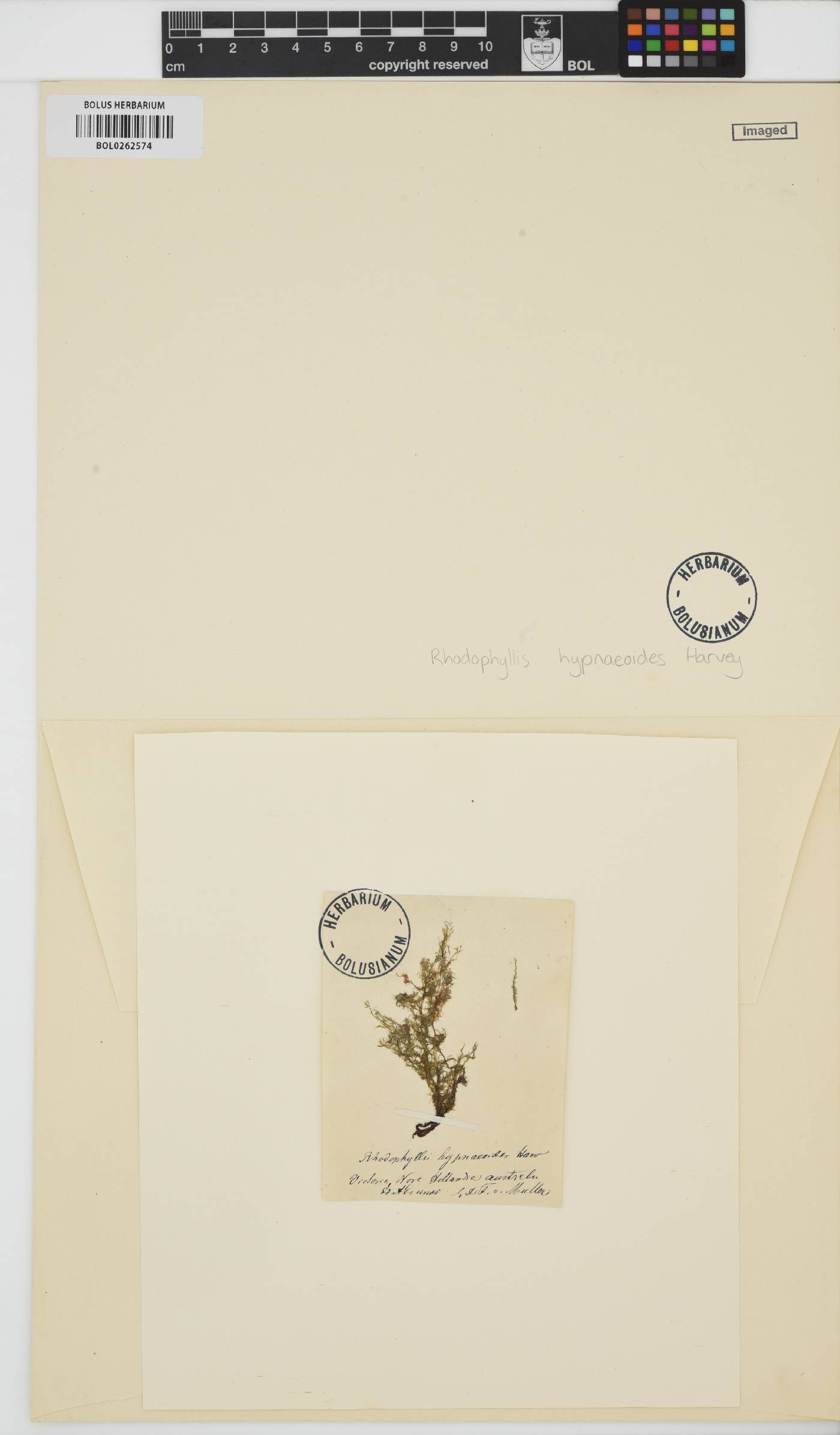 Calliblepharis planicaulis image