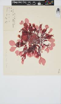 Rhodophyllis centrocarpa image