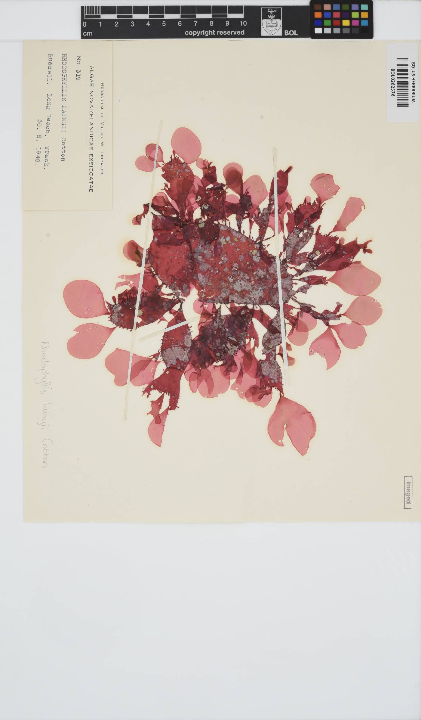 Rhodophyllis centrocarpa image