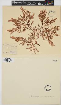Image of Rhodophyllis multipartita