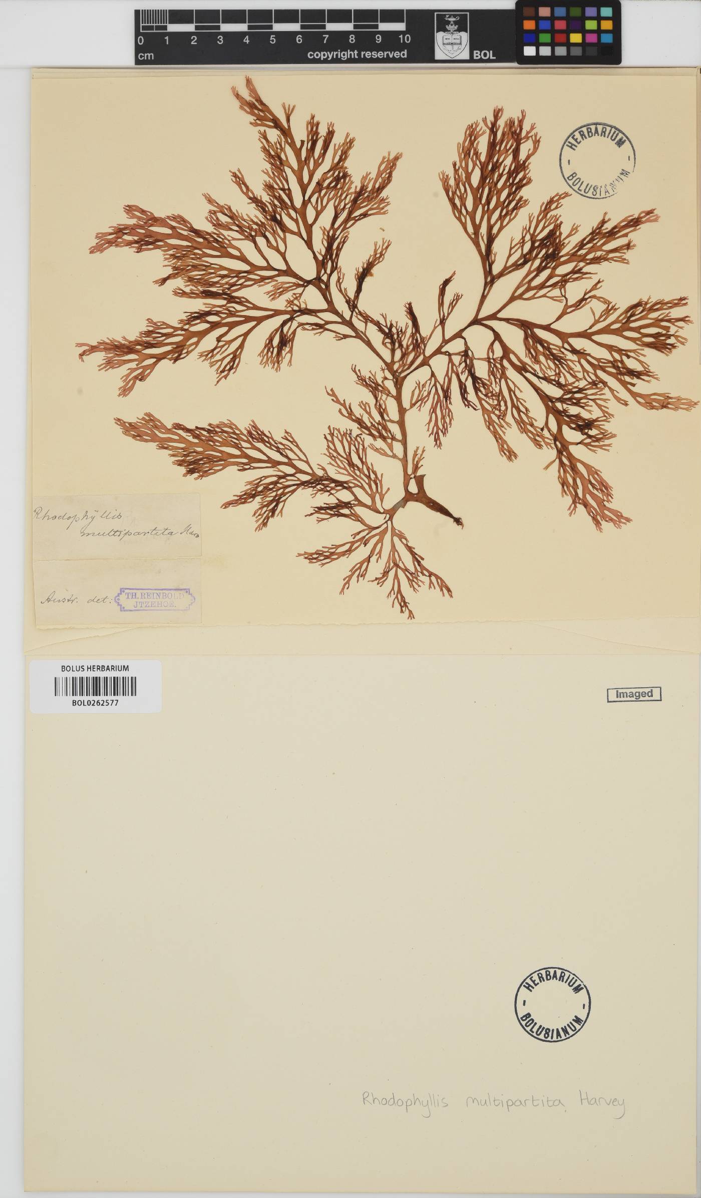 Rhodophyllis multipartita image