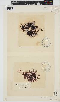 Rhodophyllis reptans image