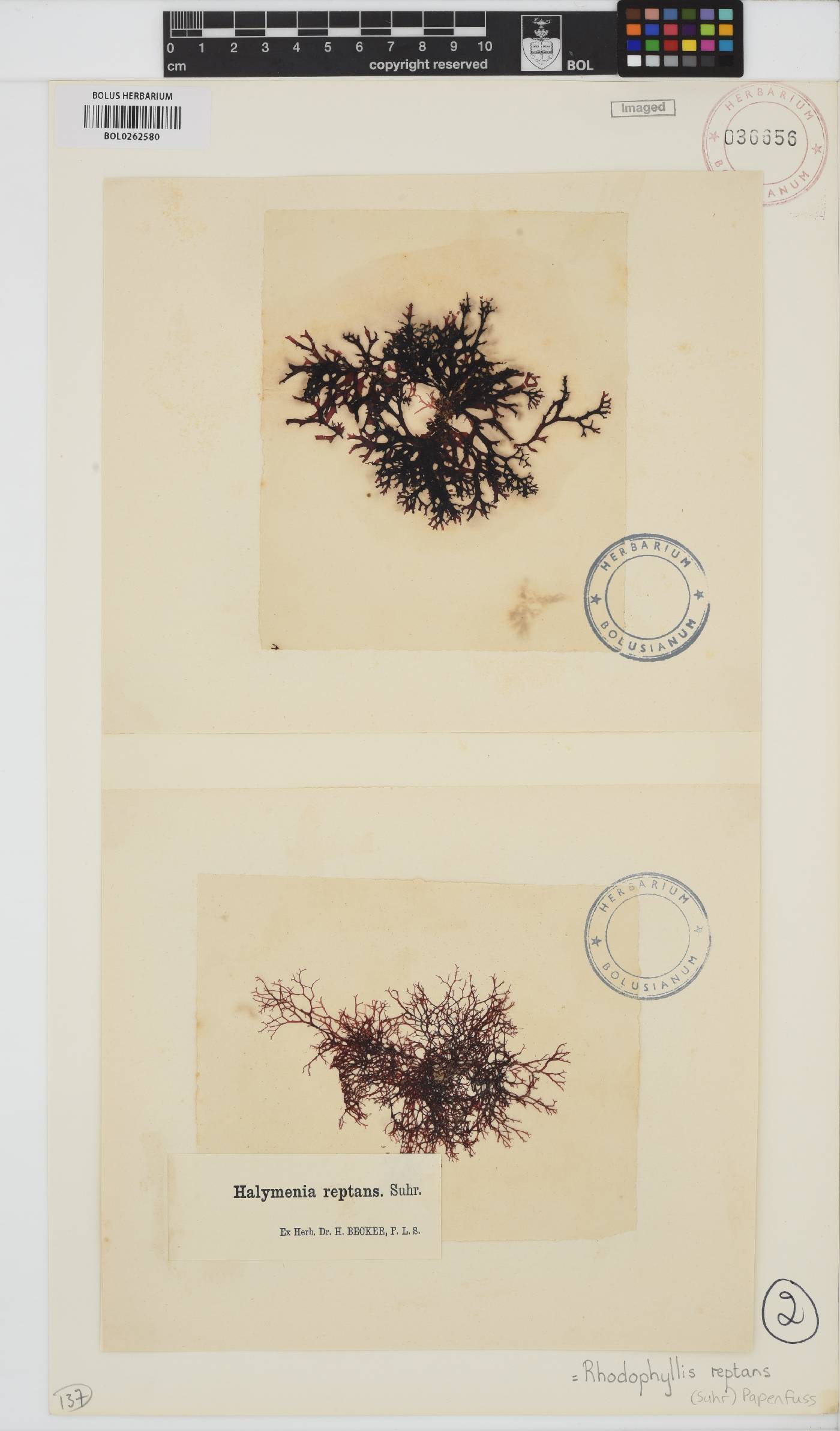 Rhodophyllis reptans image