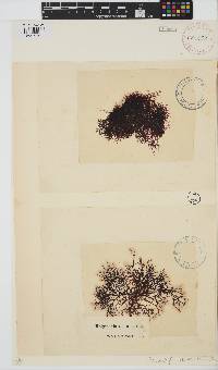 Rhodophyllis reptans image