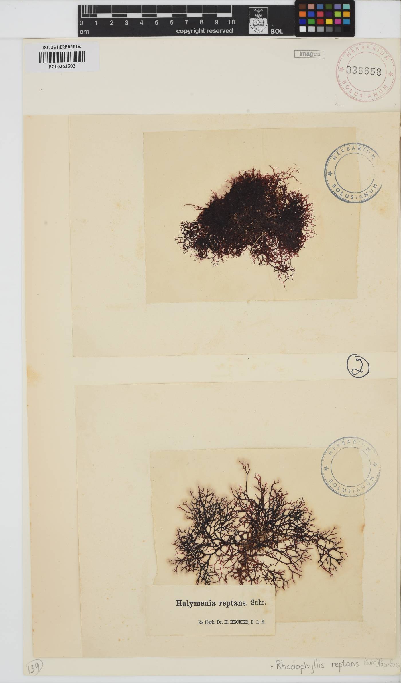 Rhodophyllis reptans image