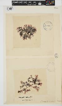 Rhodophyllis reptans image