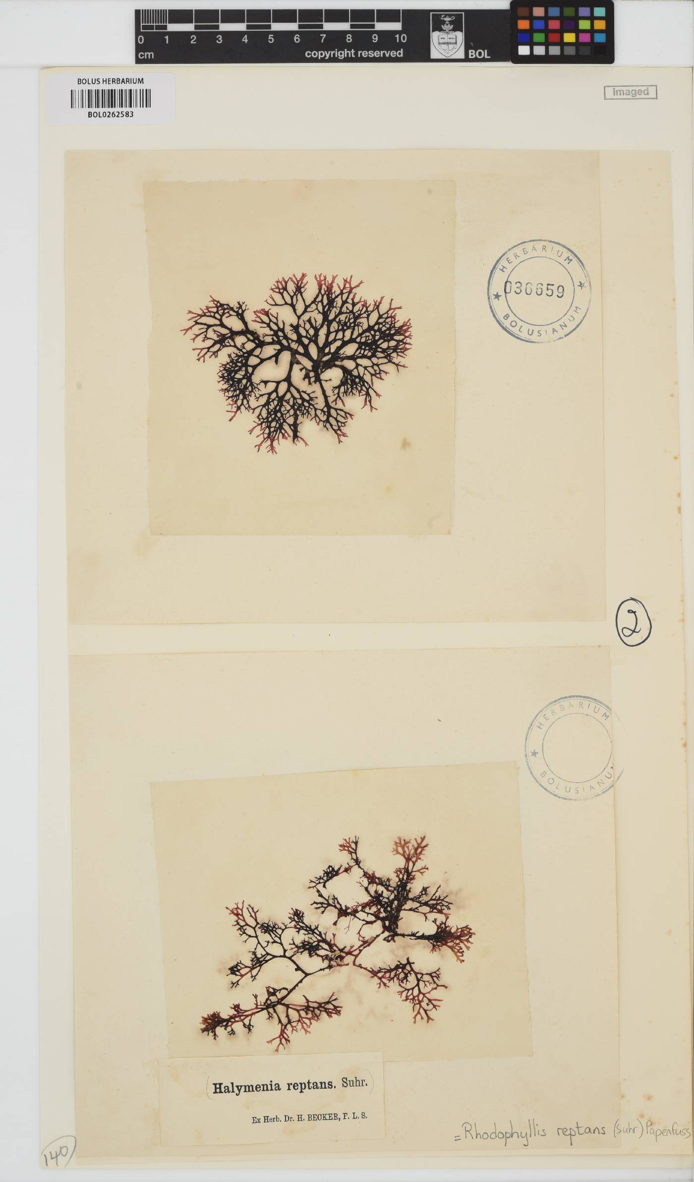 Rhodophyllis reptans image