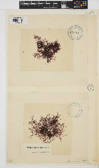 Rhodophyllis reptans image