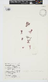 Rhodophyllis reptans image