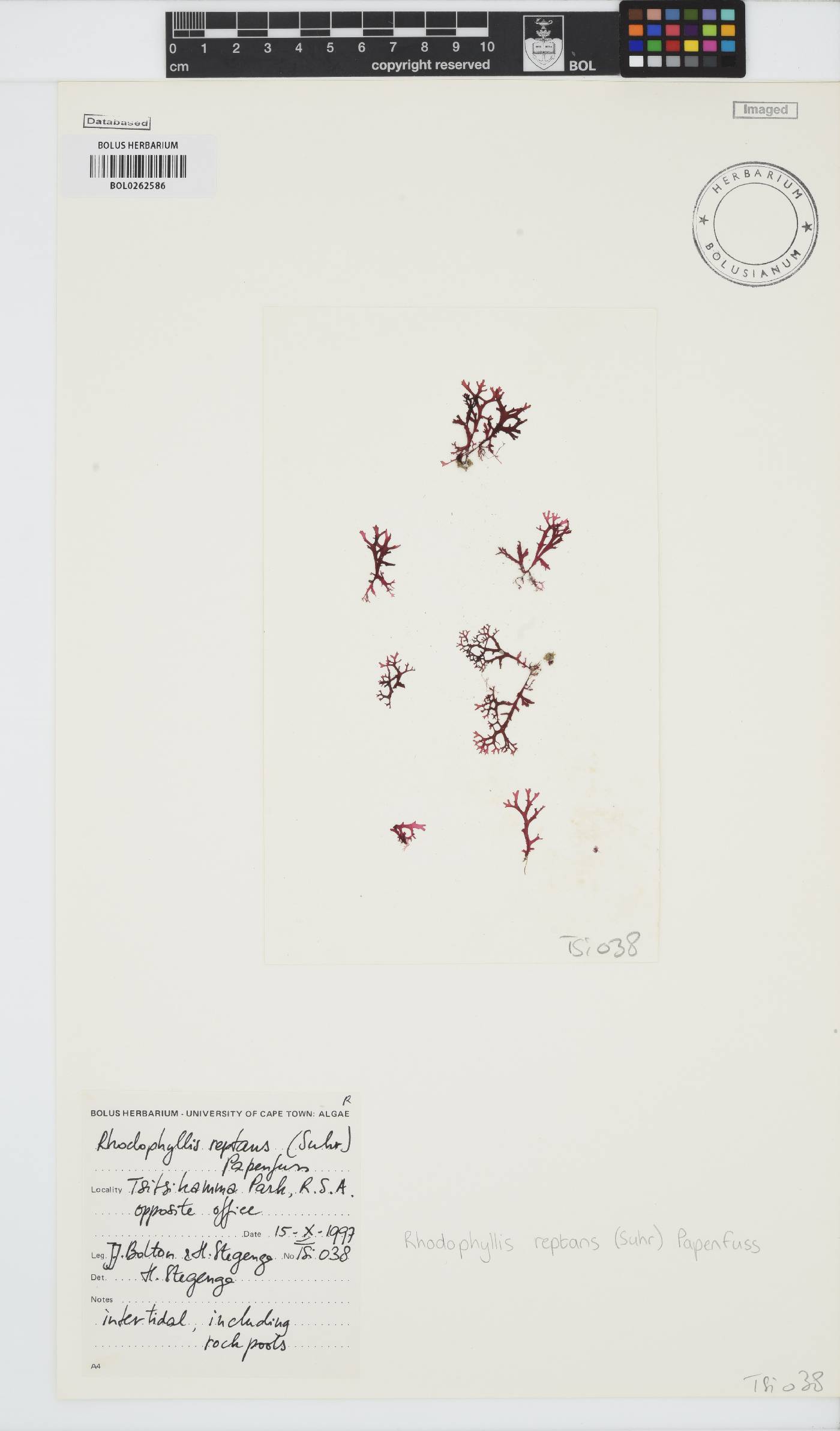 Rhodophyllis image