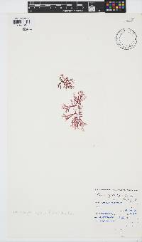 Rhodophyllis reptans image