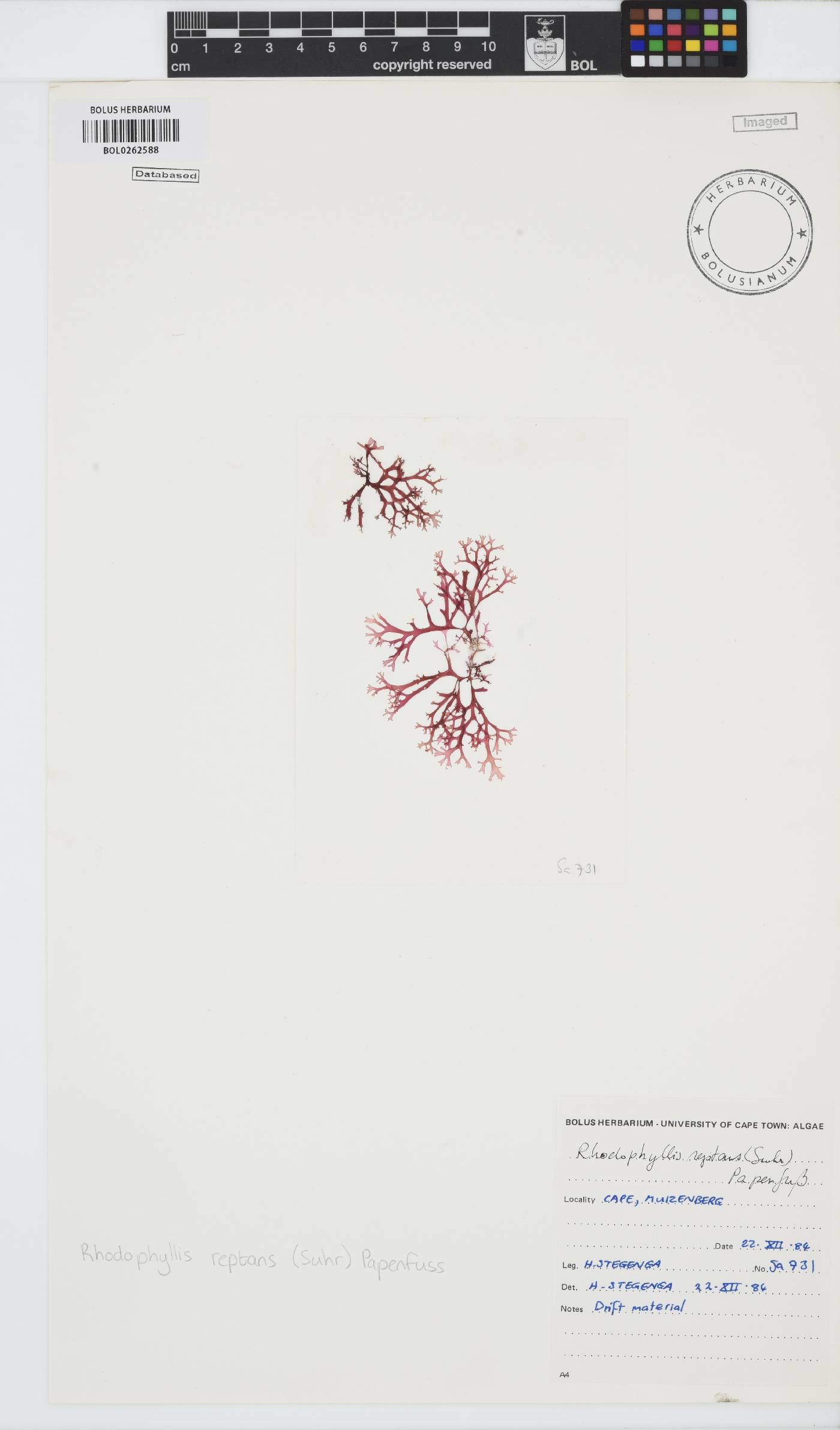 Rhodophyllis reptans image