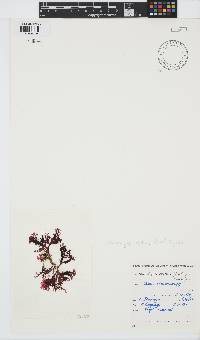 Rhodophyllis reptans image